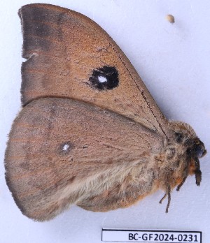  ( - BC-GF2024-0231)  @11 [ ] Creative Commons (2024) rodolphe rougerie Museum national d'histoire naturelle