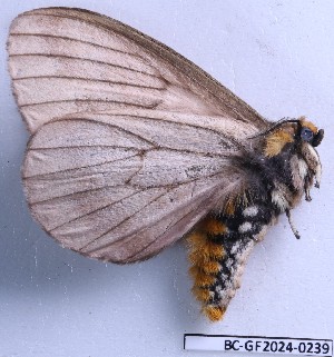  ( - BC-GF2024-0239)  @11 [ ] Creative Commons (2024) rodolphe rougerie Museum national d'histoire naturelle