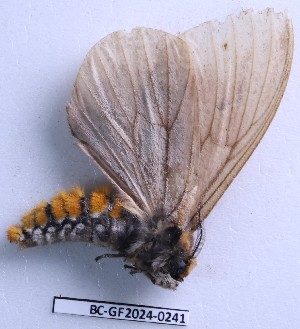  ( - BC-GF2024-0241)  @11 [ ] Creative Commons (2024) rodolphe rougerie Museum national d'histoire naturelle