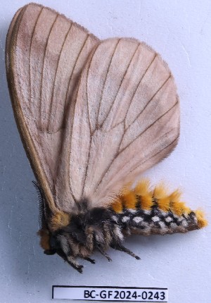  ( - BC-GF2024-0243)  @11 [ ] Creative Commons (2024) rodolphe rougerie Museum national d'histoire naturelle