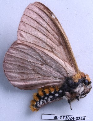  ( - BC-GF2024-0244)  @11 [ ] Creative Commons (2024) rodolphe rougerie Museum national d'histoire naturelle