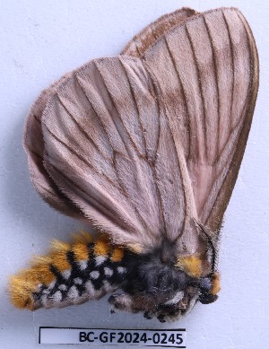  ( - BC-GF2024-0245)  @11 [ ] Creative Commons (2024) rodolphe rougerie Museum national d'histoire naturelle