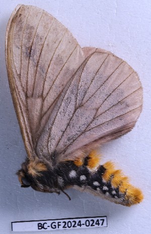  ( - BC-GF2024-0247)  @11 [ ] Creative Commons (2024) rodolphe rougerie Museum national d'histoire naturelle