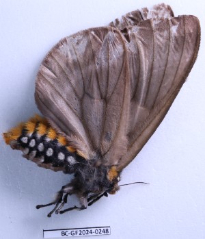  ( - BC-GF2024-0248)  @11 [ ] Creative Commons (2024) rodolphe rougerie Museum national d'histoire naturelle