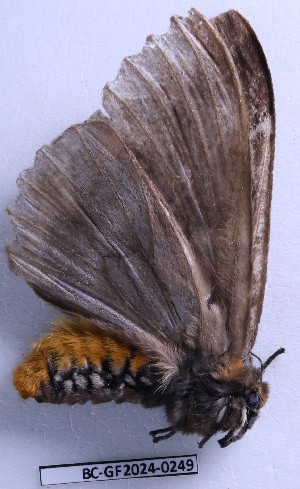  ( - BC-GF2024-0249)  @11 [ ] Creative Commons (2024) rodolphe rougerie Museum national d'histoire naturelle