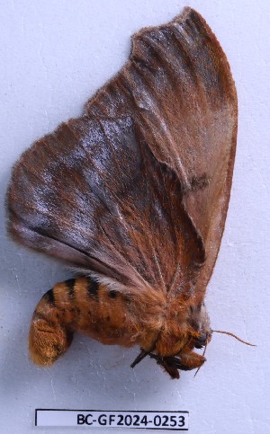  ( - BC-GF2024-0253)  @11 [ ] Creative Commons (2024) rodolphe rougerie Museum national d'histoire naturelle