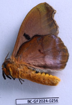  ( - BC-GF2024-0256)  @11 [ ] Creative Commons (2024) rodolphe rougerie Museum national d'histoire naturelle