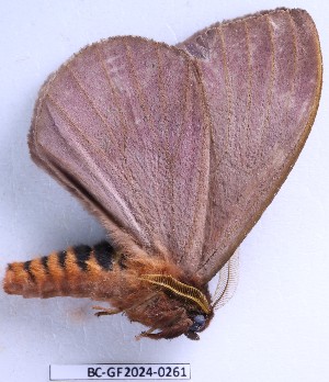  ( - BC-GF2024-0261)  @11 [ ] Creative Commons (2024) rodolphe rougerie Museum national d'histoire naturelle