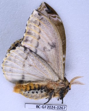  ( - BC-GF2024-0267)  @11 [ ] Creative Commons (2024) rodolphe rougerie Museum national d'histoire naturelle