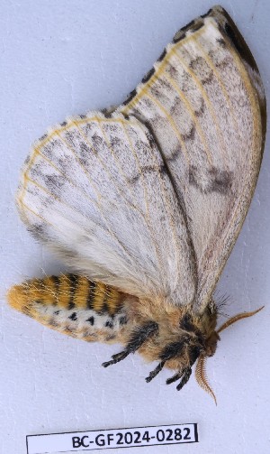  ( - BC-GF2024-0282)  @11 [ ] Creative Commons (2024) rodolphe rougerie Museum national d'histoire naturelle