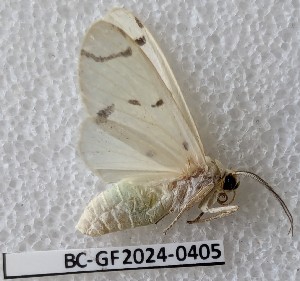  ( - BC-GF2024-0405)  @11 [ ] Creative Commons (2024) rodolphe rougerie Museum national d'histoire naturelle