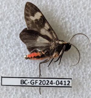  ( - BC-GF2024-0412)  @11 [ ] Creative Commons (2024) rodolphe rougerie Museum national d'histoire naturelle