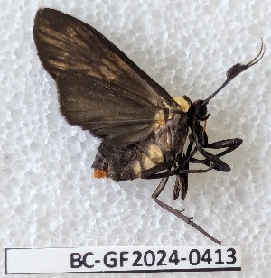  ( - BC-GF2024-0413)  @11 [ ] Creative Commons (2024) rodolphe rougerie Museum national d'histoire naturelle