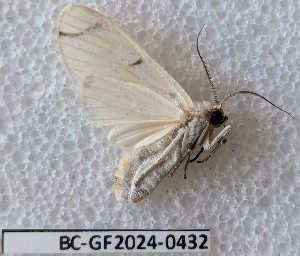  ( - BC-GF2024-0432)  @11 [ ] Creative Commons (2024) rodolphe rougerie Museum national d'histoire naturelle