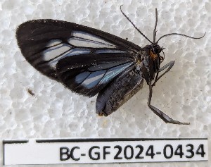  ( - BC-GF2024-0434)  @11 [ ] Creative Commons (2024) rodolphe rougerie Museum national d'histoire naturelle