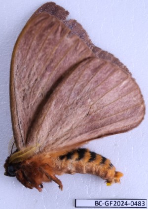  ( - BC-GF2024-0483)  @11 [ ] Creative Commons (2024) rodolphe rougerie Museum national d'histoire naturelle