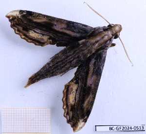  ( - BC-GF2024-0513)  @11 [ ] Creative Commons (2024) rodolphe rougerie Museum national d'histoire naturelle