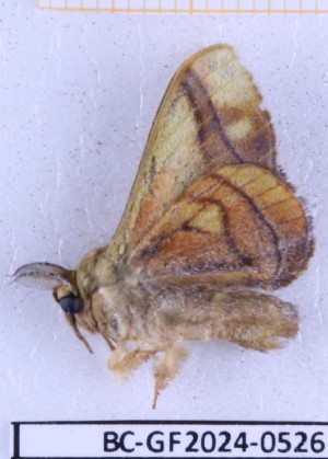  ( - BC-GF2024-0526)  @11 [ ] Creative Commons (2024) rodolphe rougerie Museum national d'histoire naturelle