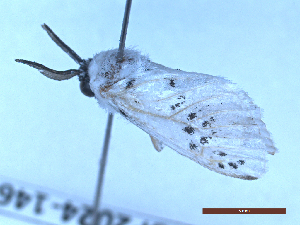  ( - BC-GF2024-1466)  @11 [ ] Creative Commons (2024) rodolphe rougerie Museum national d'histoire naturelle