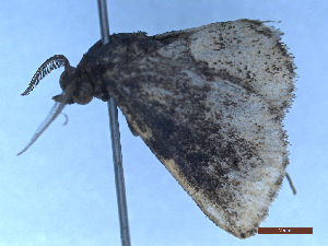  ( - BC-GF2024-1478)  @11 [ ] Creative Commons (2024) rodolphe rougerie Museum national d'histoire naturelle