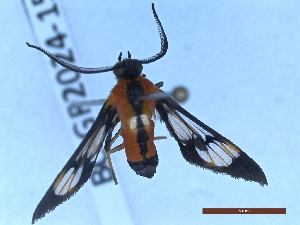  ( - BC-GF2024-1517)  @11 [ ] Creative Commons (2024) rodolphe rougerie Museum national d'histoire naturelle