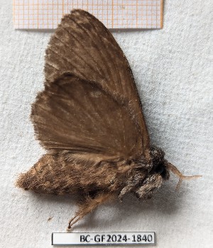  ( - BC-GF2024-1840)  @11 [ ] Creative Commons (2024) rodolphe rougerie Museum national d'histoire naturelle