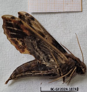  ( - BC-GF2024-1874)  @11 [ ] Creative Commons (2024) rodolphe rougerie Museum national d'histoire naturelle