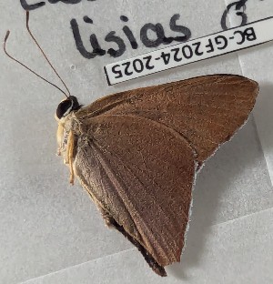  (Marmessus lisias - BC-GF2024-2025)  @11 [ ] Creative Commons (2024) rodolphe rougerie Museum national d'histoire naturelle