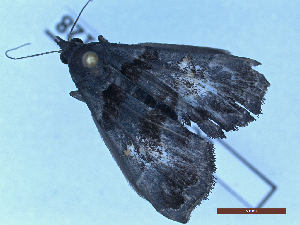  ( - BC-GF2024-2128)  @11 [ ] Creative Commons (2024) rodolphe rougerie Museum national d'histoire naturelle