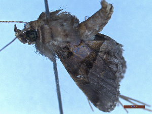  ( - BC-GF2024-2160)  @11 [ ] Creative Commons (2024) rodolphe rougerie Museum national d'histoire naturelle