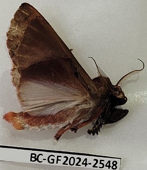  (Desmoloma chironoma - BC-GF2024-2548)  @11 [ ] Creative Commons (2024) rodolphe rougerie Museum national d'histoire naturelle