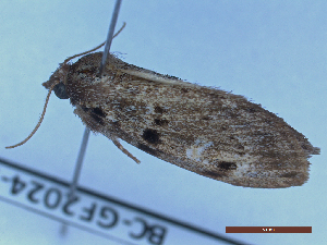  ( - BC-GF2024-2598)  @11 [ ] Creative Commons (2024) rodolphe rougerie Museum national d'histoire naturelle