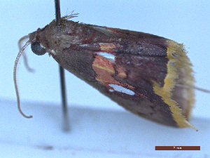  ( - BC-GF2024-2655)  @11 [ ] Creative Commons (2024) rodolphe rougerie Museum national d'histoire naturelle