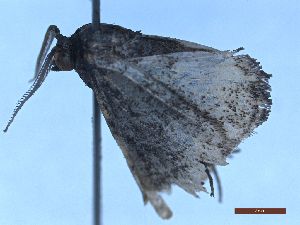  ( - BC-GF2024-2660)  @11 [ ] Creative Commons (2024) rodolphe rougerie Museum national d'histoire naturelle