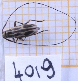  ( - BC-GF2024-4019)  @11 [ ] Creative Commons (2024) rodolphe rougerie Museum national d'histoire naturelle