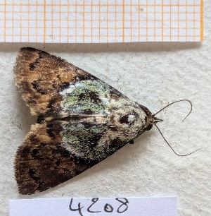  ( - BC-GF2024-4208)  @11 [ ] Creative Commons (2024) rodolphe rougerie Museum national d'histoire naturelle