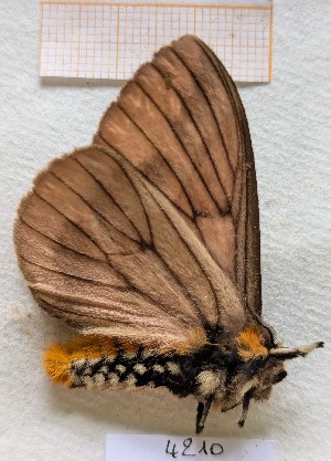  ( - BC-GF2024-4210)  @11 [ ] Creative Commons (2024) rodolphe rougerie Museum national d'histoire naturelle