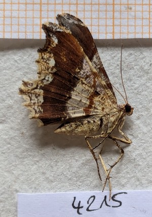  ( - BC-GF2024-4215)  @11 [ ] Creative Commons (2024) rodolphe rougerie Museum national d'histoire naturelle