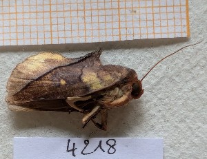  ( - BC-GF2024-4218)  @11 [ ] Creative Commons (2024) rodolphe rougerie Museum national d'histoire naturelle