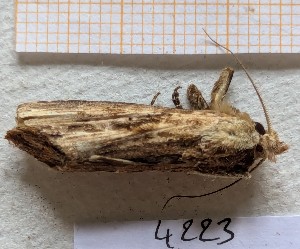  ( - BC-GF2024-4223)  @11 [ ] Creative Commons (2024) rodolphe rougerie Museum national d'histoire naturelle