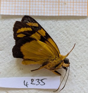  ( - BC-GF2024-4235)  @11 [ ] Creative Commons (2024) rodolphe rougerie Museum national d'histoire naturelle