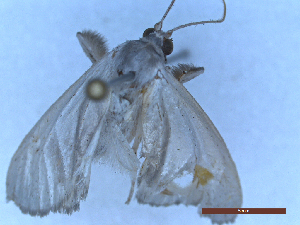  ( - CLV49446)  @11 [ ] Creative Common (2025) Carlos Lopez-Vaamonde Research Collection of Carlos Lopez-Vaamonde