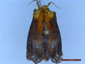  ( - CLV49448)  @11 [ ] Creative Common (2025) Carlos Lopez-Vaamonde Research Collection of Carlos Lopez-Vaamonde