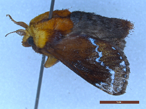  ( - CLV49449)  @11 [ ] Creative Common (2025) Carlos Lopez-Vaamonde Research Collection of Carlos Lopez-Vaamonde