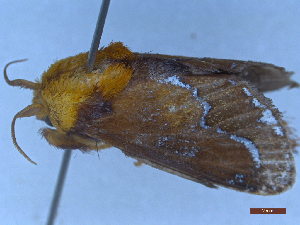  ( - CLV49450)  @11 [ ] Creative Common (2025) Carlos Lopez-Vaamonde Research Collection of Carlos Lopez-Vaamonde