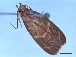  ( - CLV49465)  @11 [ ] Creative Common (2025) Carlos Lopez-Vaamonde Research Collection of Carlos Lopez-Vaamonde