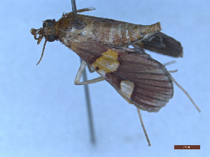  ( - CLV49470)  @11 [ ] Creative Common (2025) Carlos Lopez-Vaamonde Research Collection of Carlos Lopez-Vaamonde