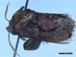  ( - CLV49472)  @11 [ ] Creative Common (2025) Carlos Lopez-Vaamonde Research Collection of Carlos Lopez-Vaamonde