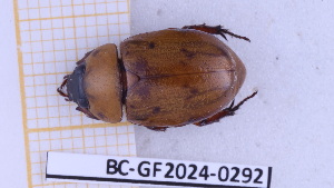 (Cyclocephala undata - BC-GF2024-0292)  @11 [ ] Creative Commons (2024) rodolphe rougerie Museum national d'histoire naturelle
