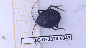  ( - BC-GF2024-0343)  @11 [ ] Creative Commons (2024) rodolphe rougerie Museum national d'histoire naturelle